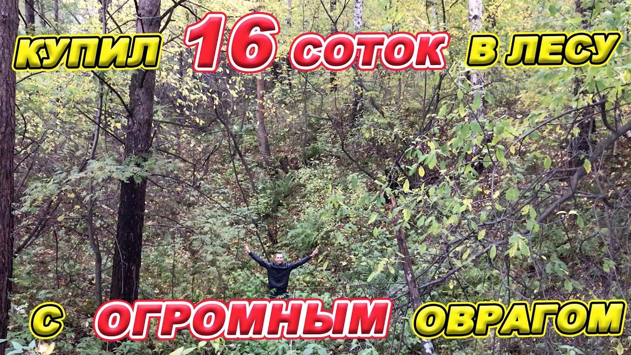 Купили 16 СОТОК в ЛЕСУ с ОГРОМНЫМ ОВРАГОМ!