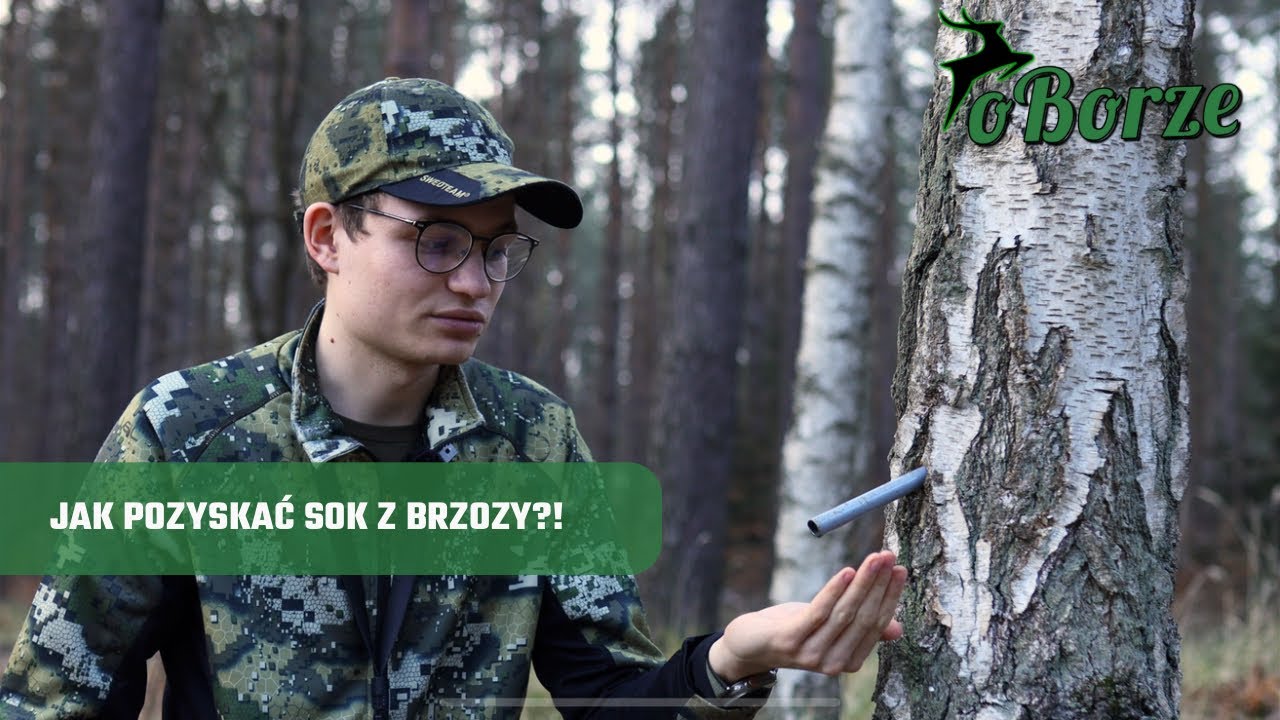 Jak zbierać sok z brzozy?🌳