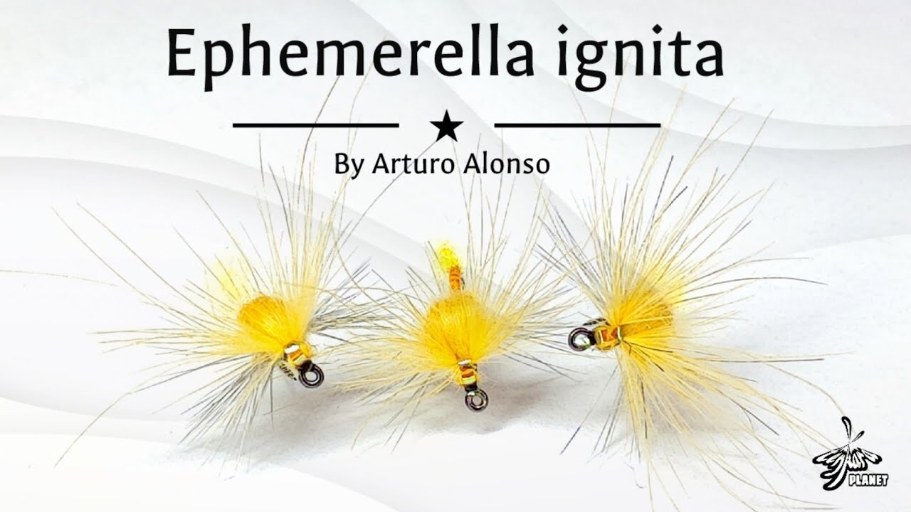 Montaje de moscas: Emergente de Ephemerella ignita. Una mosca 