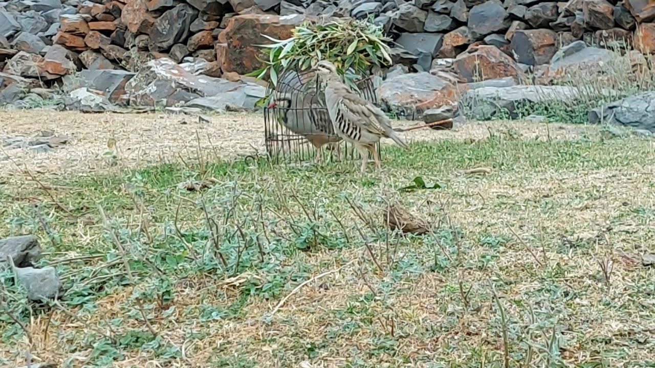 Тирамоҳ Шикор Шикори Кабк Keklik avi tuzakla Охота куропатка Partridge hunting شکار کبک Chukar avi