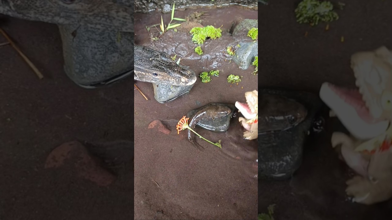 how to catch giant snakehead animal crossing- SNAKEHEAD FISH #shorts  #fish #channa #viralvideo
