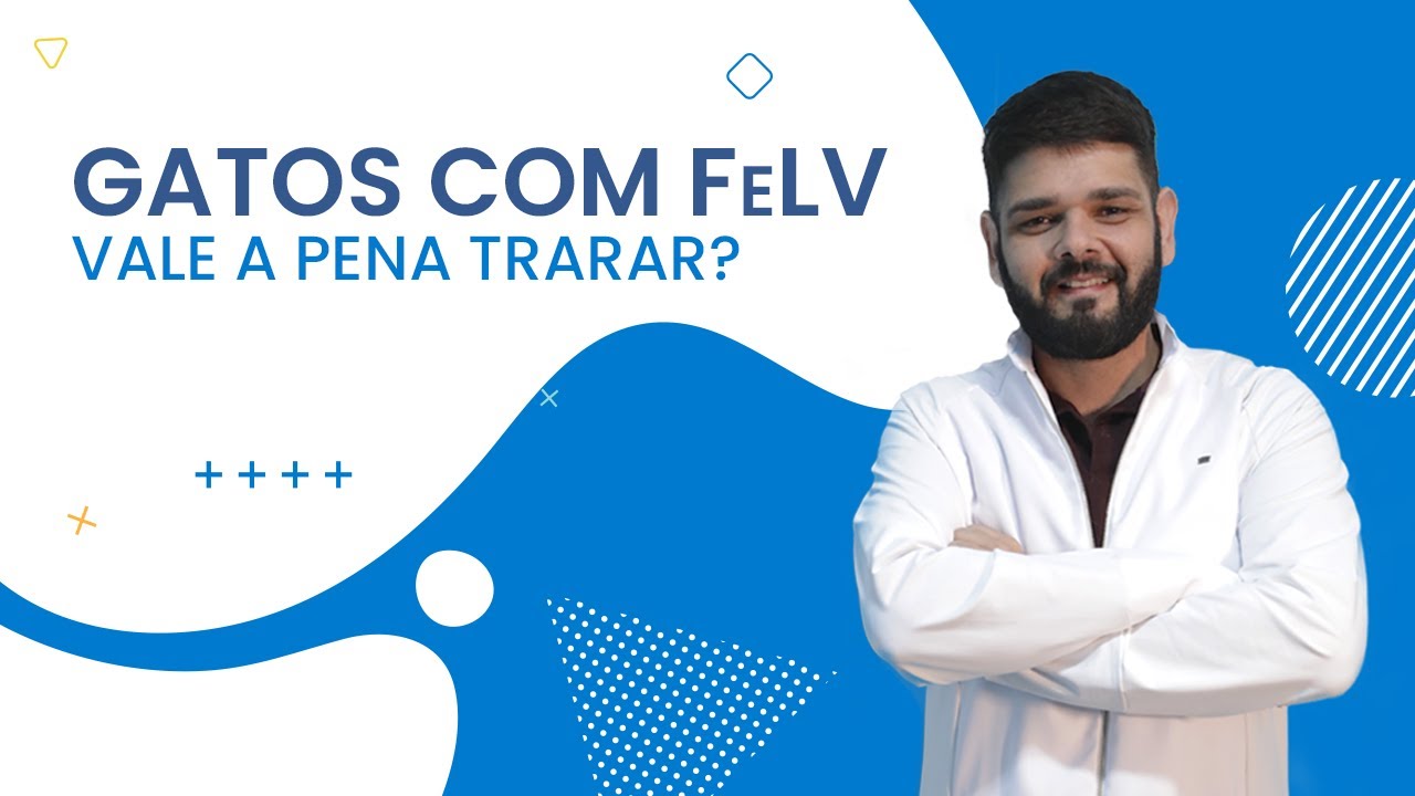 Gatos com FeLV - Como abordar esses pacientes?
