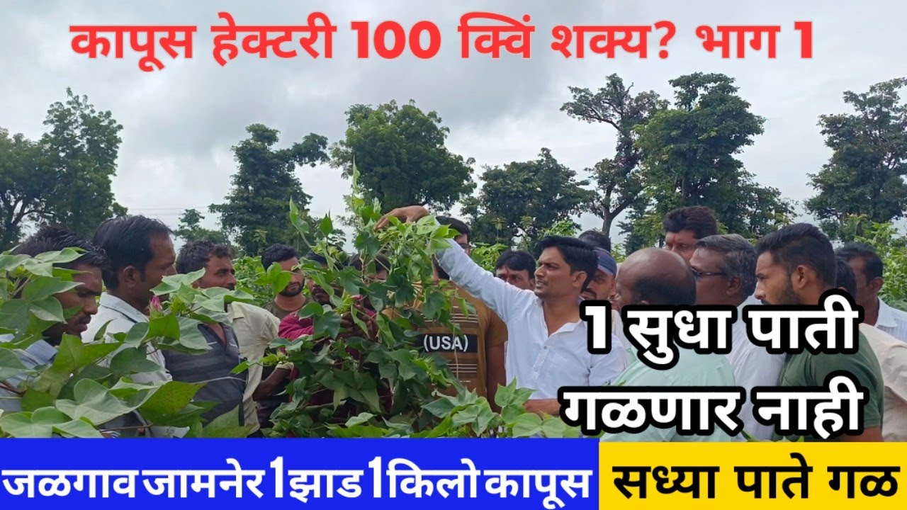 कापूस  हेक्टरी 100 क्विं शक्य! पाते गळ n होता बोंडात रूपांतर कसे कराल जळगाव जामनेर प्लॉट! पिक पाहणी