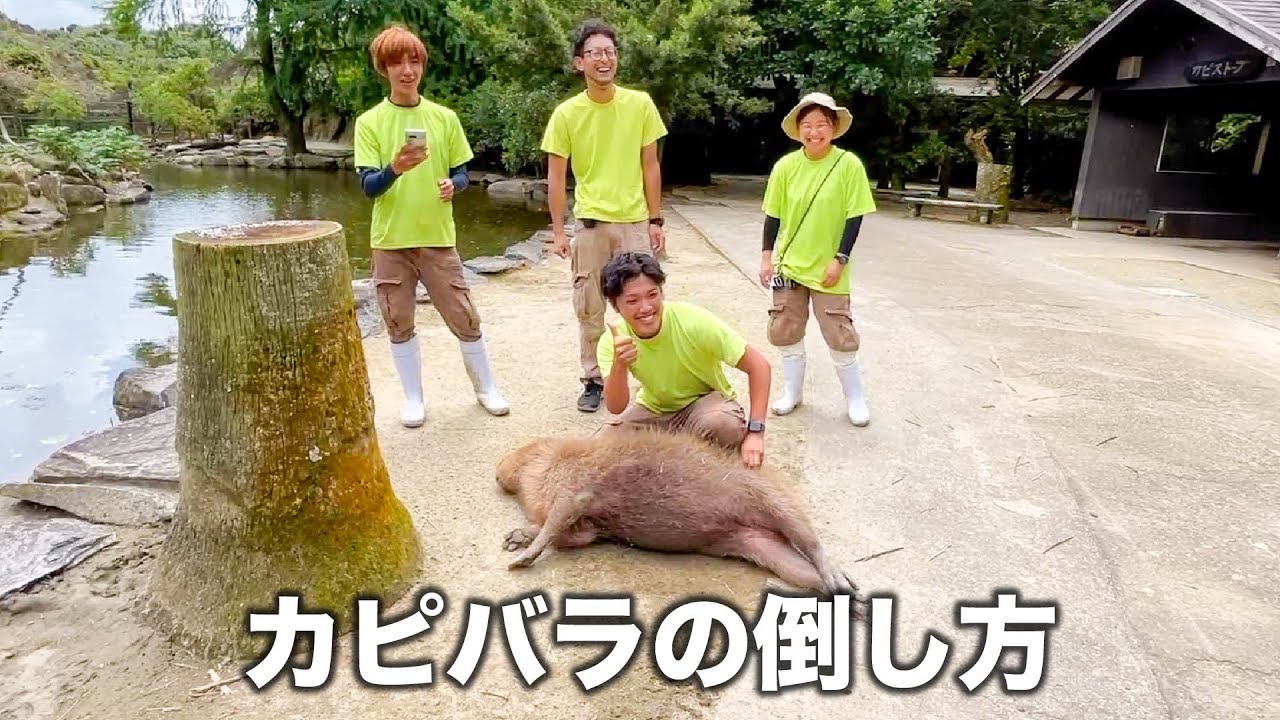 飼育員は秒でカピバラを倒します。