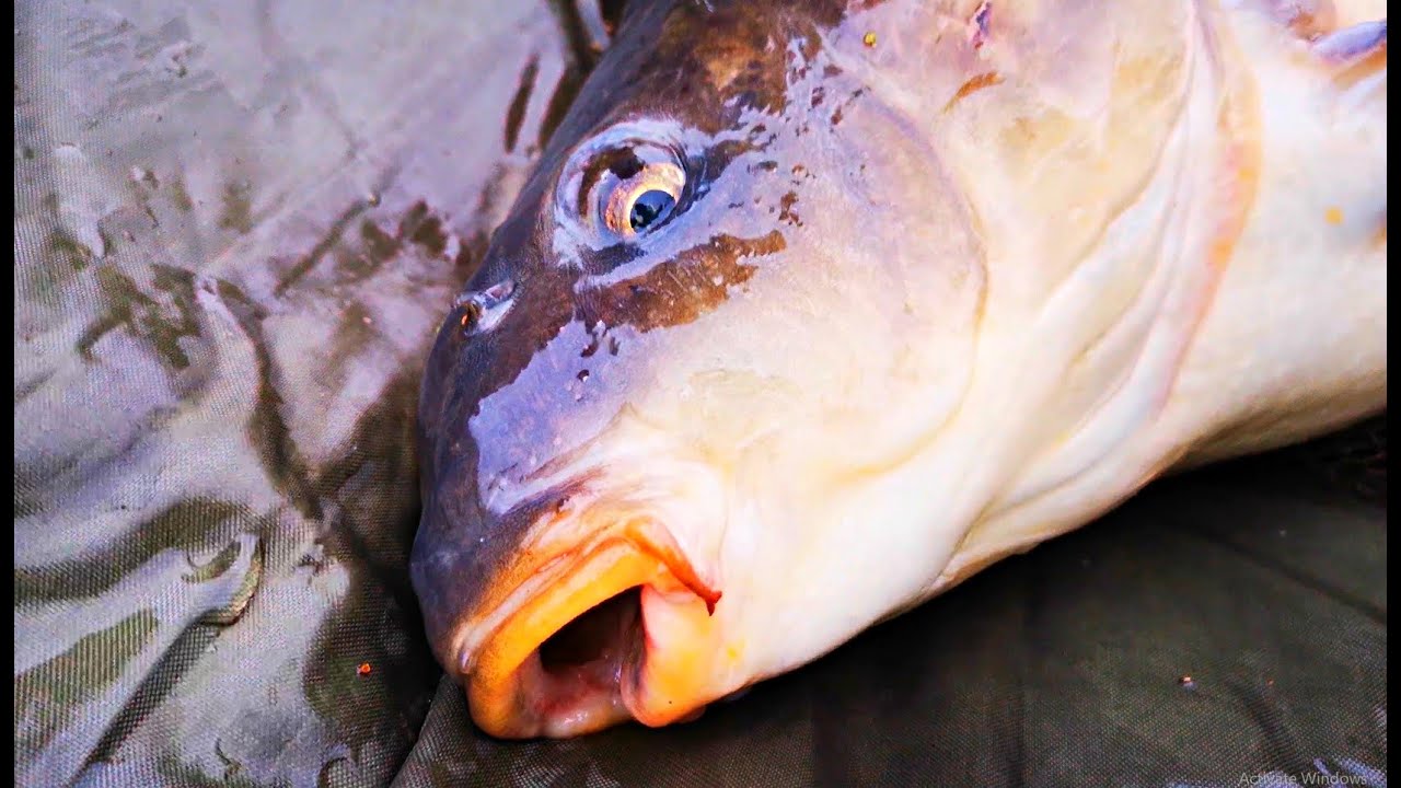 Park Lake Carp Fishing at Tear Drops