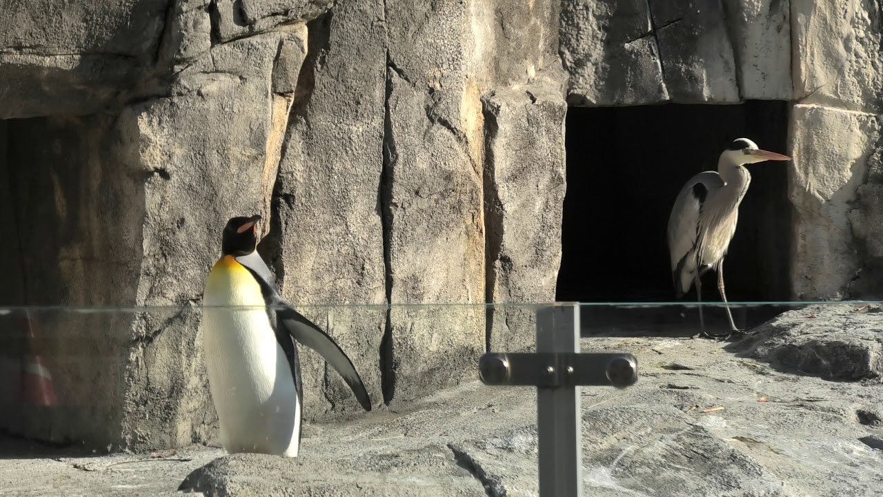 フンボルトペンギン と オウサマペンギン (愛媛県立 とべ動物園) 2019年12月25日
