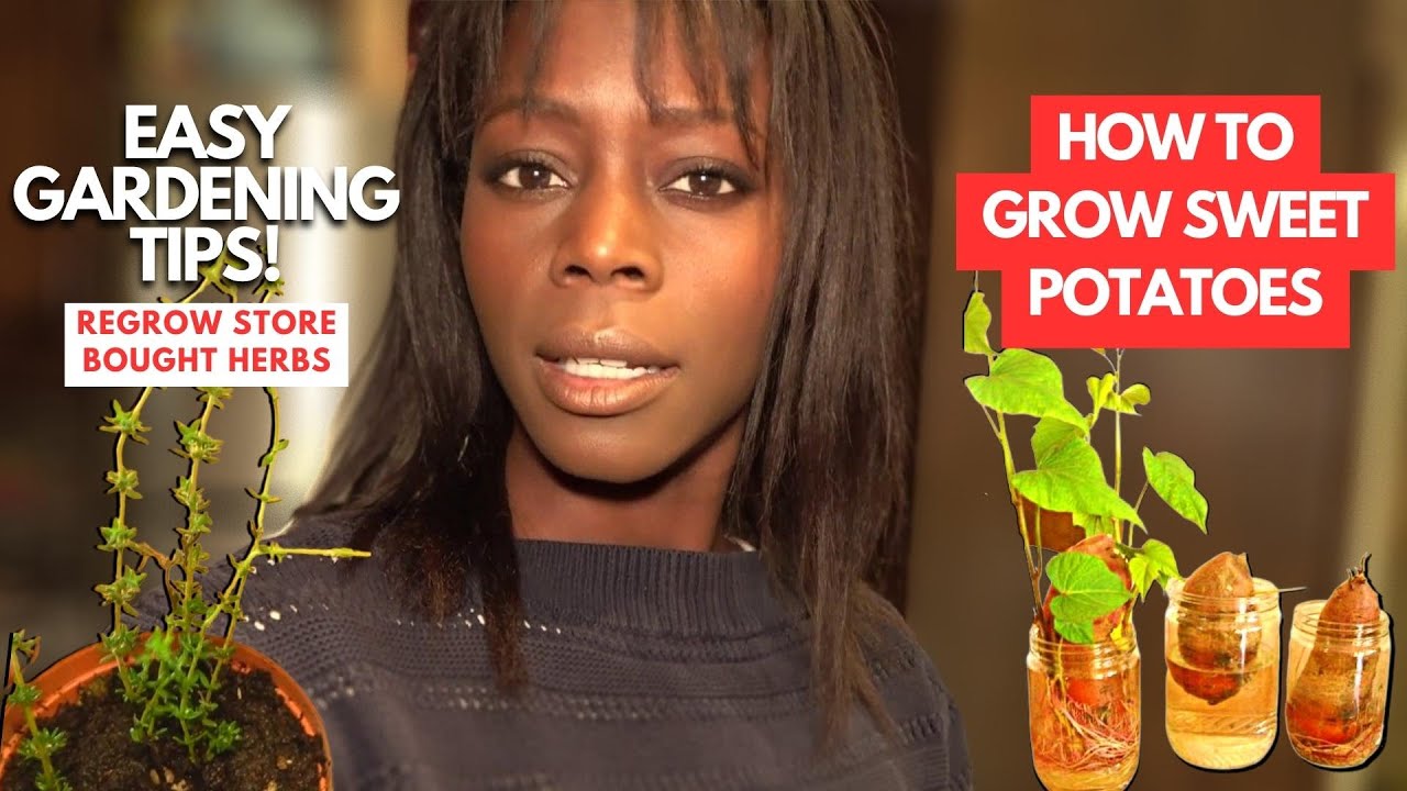 Let’s Grow Sweet Potatoes 🍠 | Grow Herbs FREE From Grocery Store 🌿| VLOG