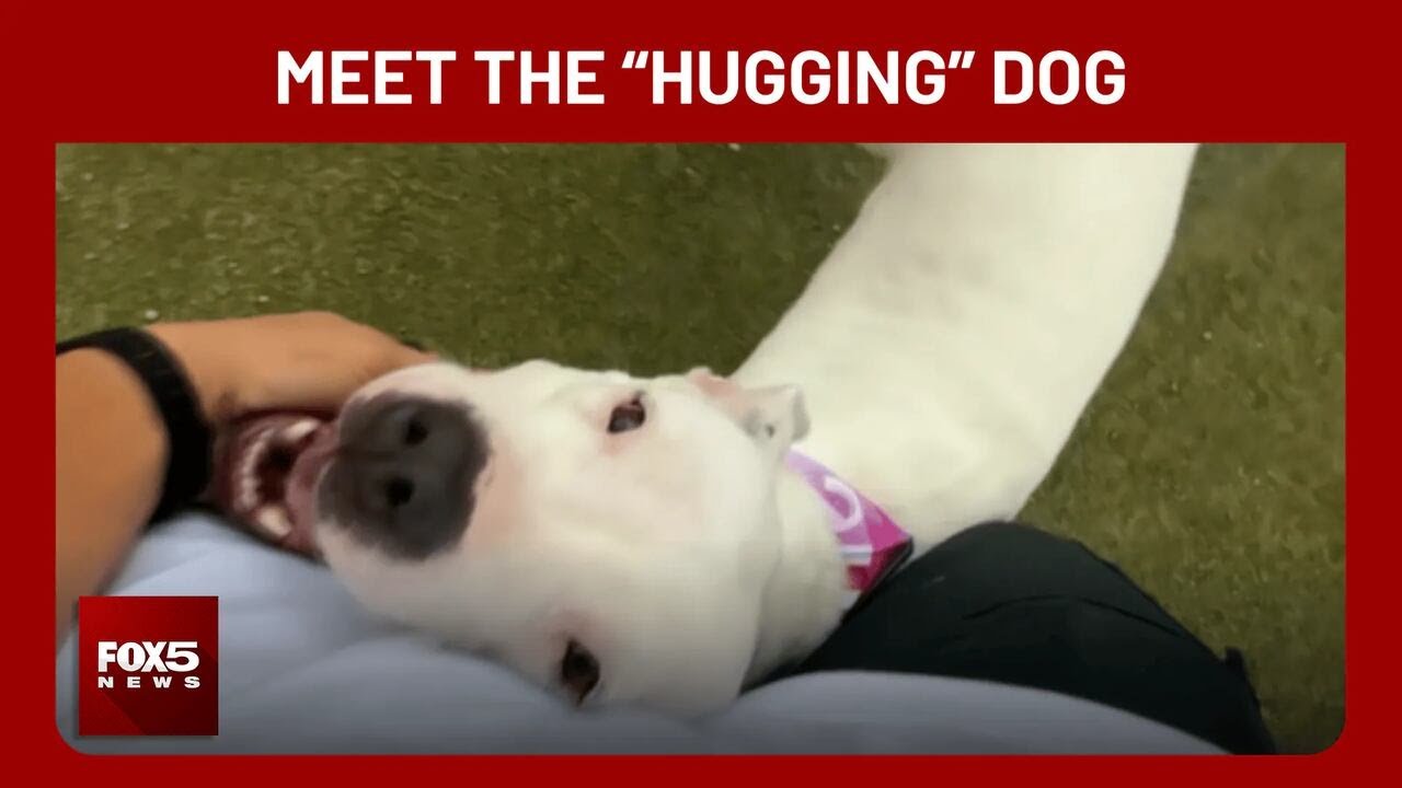 Meet ‘the hugging dog’: Special Las Vegas shelter dog needs forever home