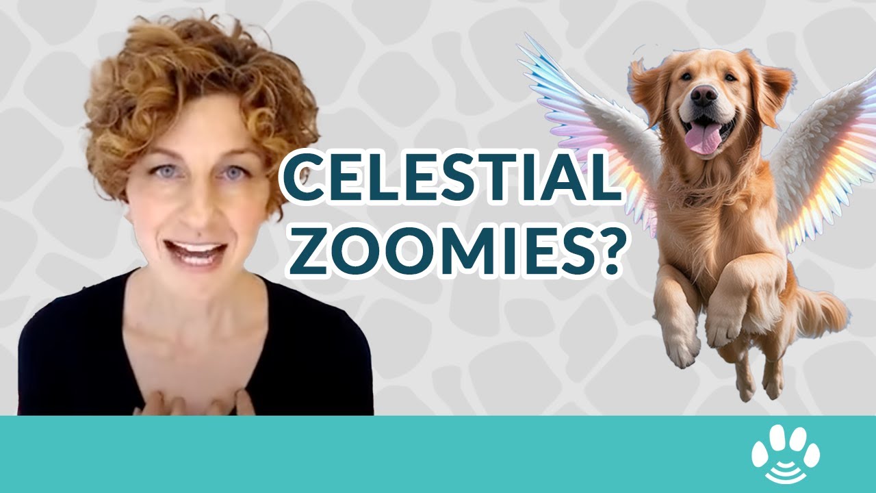 What Are Pets Doing In Heaven?