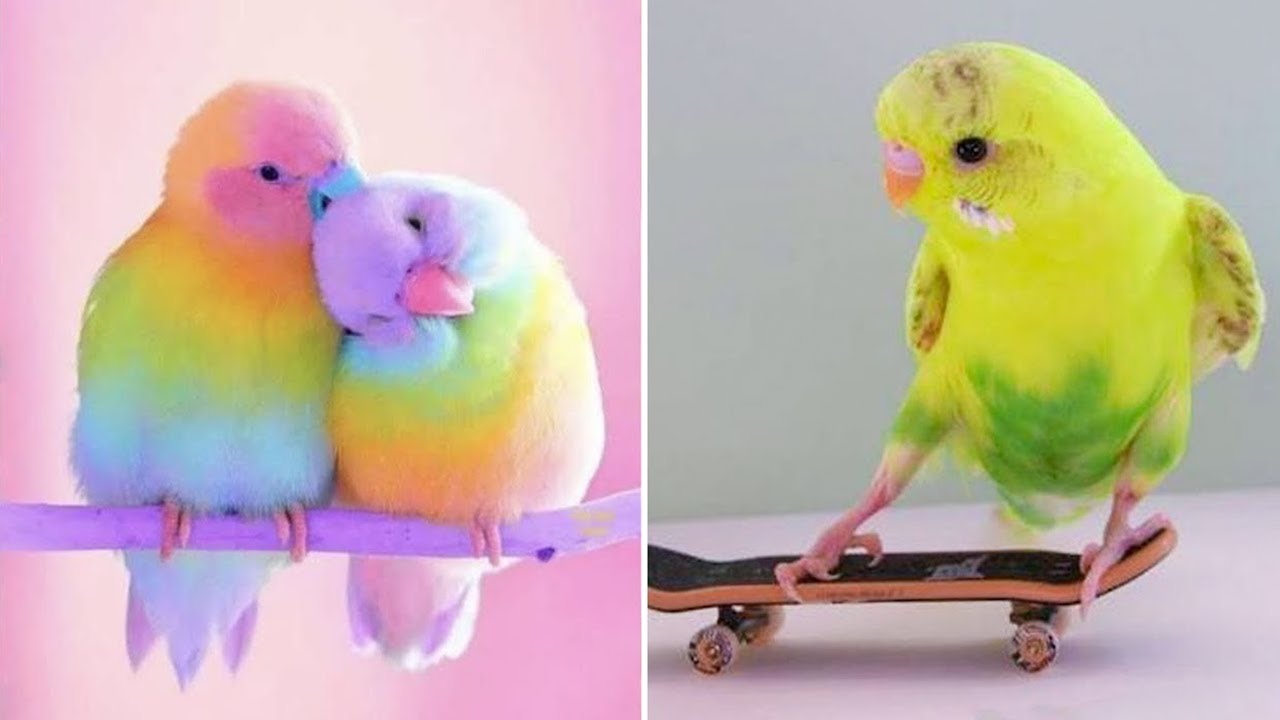 Smart And Funny Parrots Parrot Talking Videos Compilation (2024) - Cute Birds #73