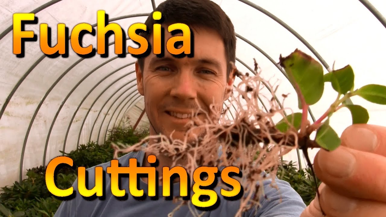 How to Propagate Cuttings of Fuchsia | Rooting Cuttings of Plants