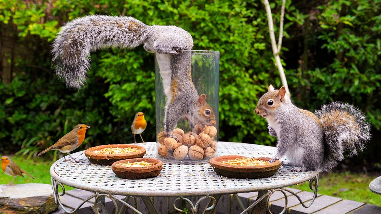 Видео для кошек 🐿️ Прожорливые белки лакомятся орехами 🕊️ Игры для кошек 4K HDR