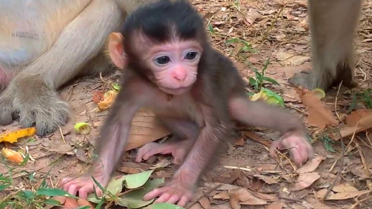 Poor Cute Baby Monkey Toni young adorable Monkey at Charles Group!