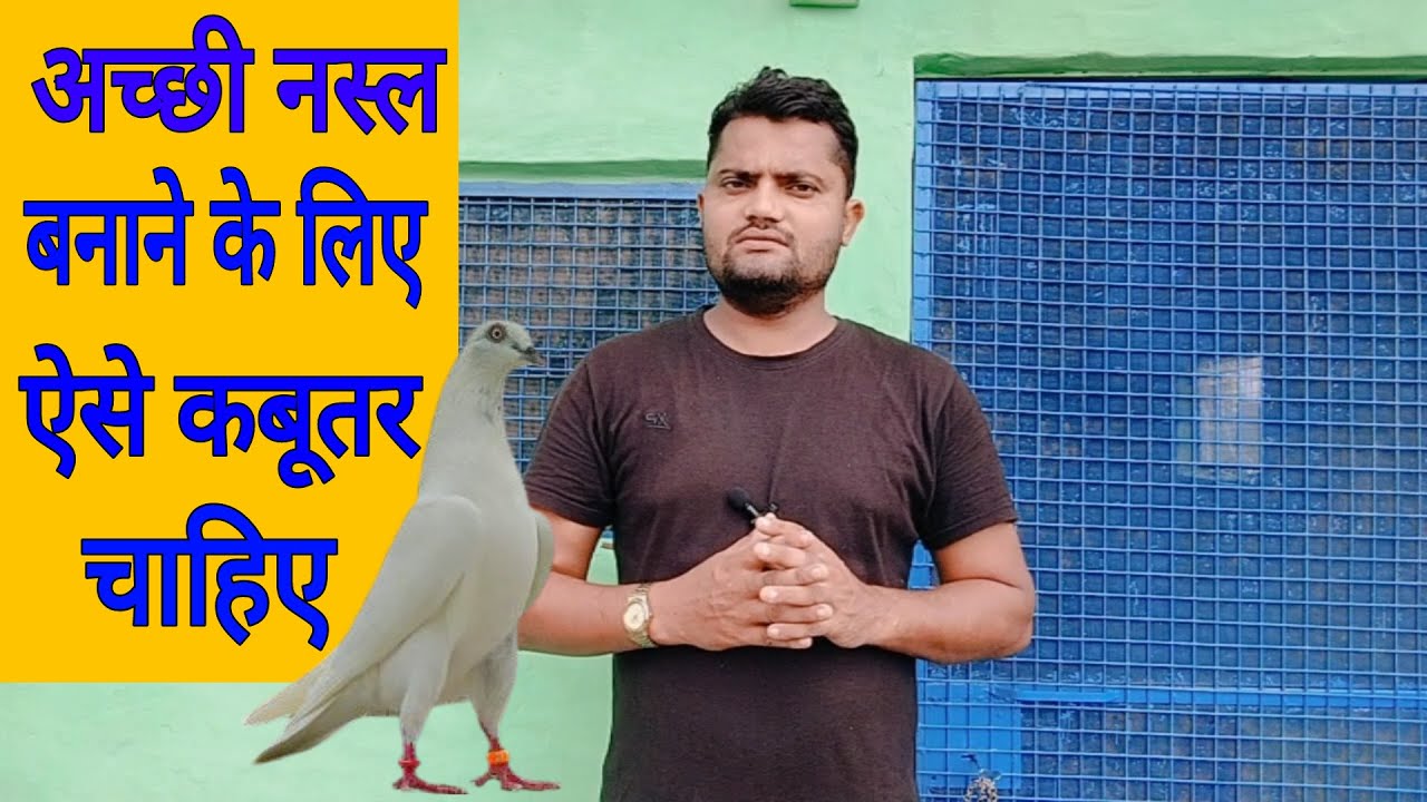 Acchi nasal banane ka tarika । कबूतर की अच्छी नस्ल कैसे बनाए। #Noorsuperpigeon