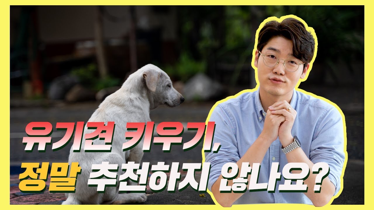 유기견 입양, 정말 추천하지 않나요? | 설채현 행동학 수의사