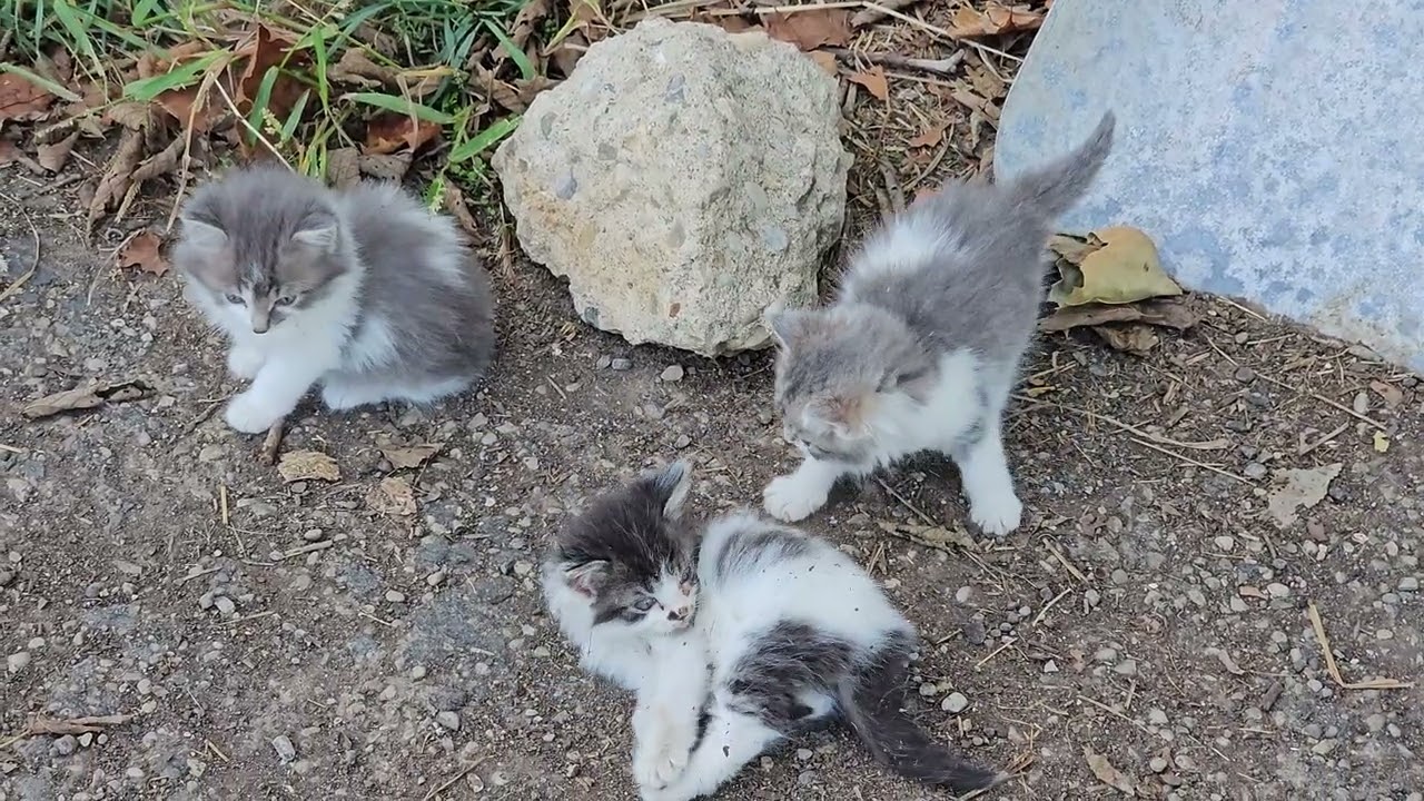 Fluffy Kittens Having Fun On A Warm Afternoon 