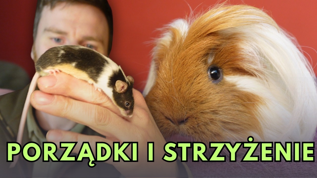 Myszy zrobiły bałagan… a świnka morska potrzebowała fryzjera