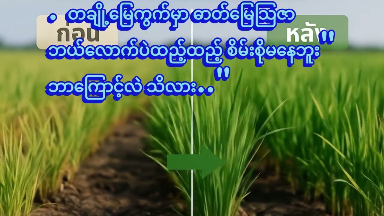 တချို့မြေကွက်တွေမှာဓါတ်မြေဩဇာဘယ်လောက်ထည့်ထည့်