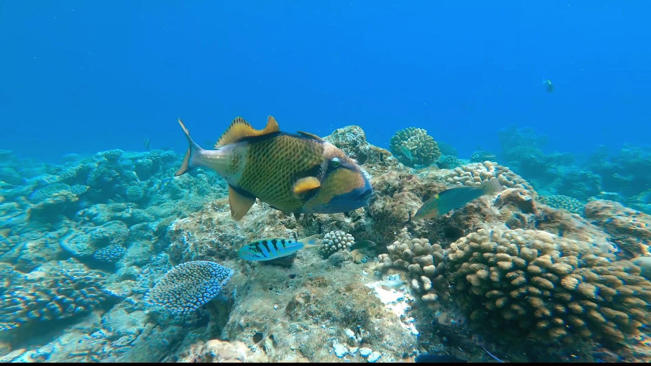 Maldives Makunudu Island wildlife below the surface feb  2026