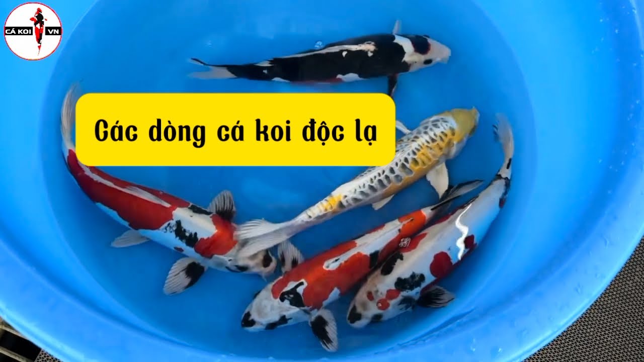 Các dòng cá koi độc lạ tại Nhật Bản