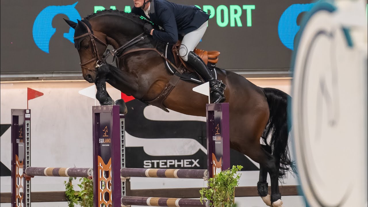 Crazy in love with another impressive round in the final of the 5yo Belgian Stallion Competition