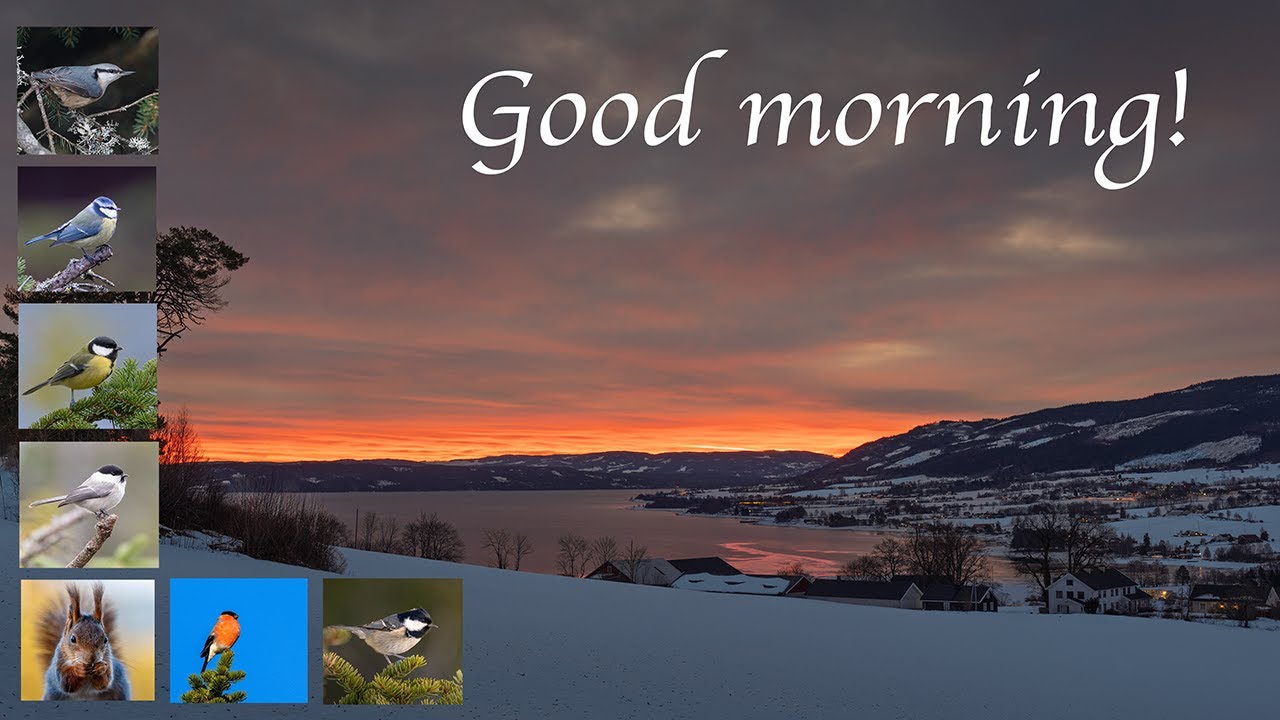 LIVE: Bird Feeder TV. Relaxing bird watching for you and your pet(s).