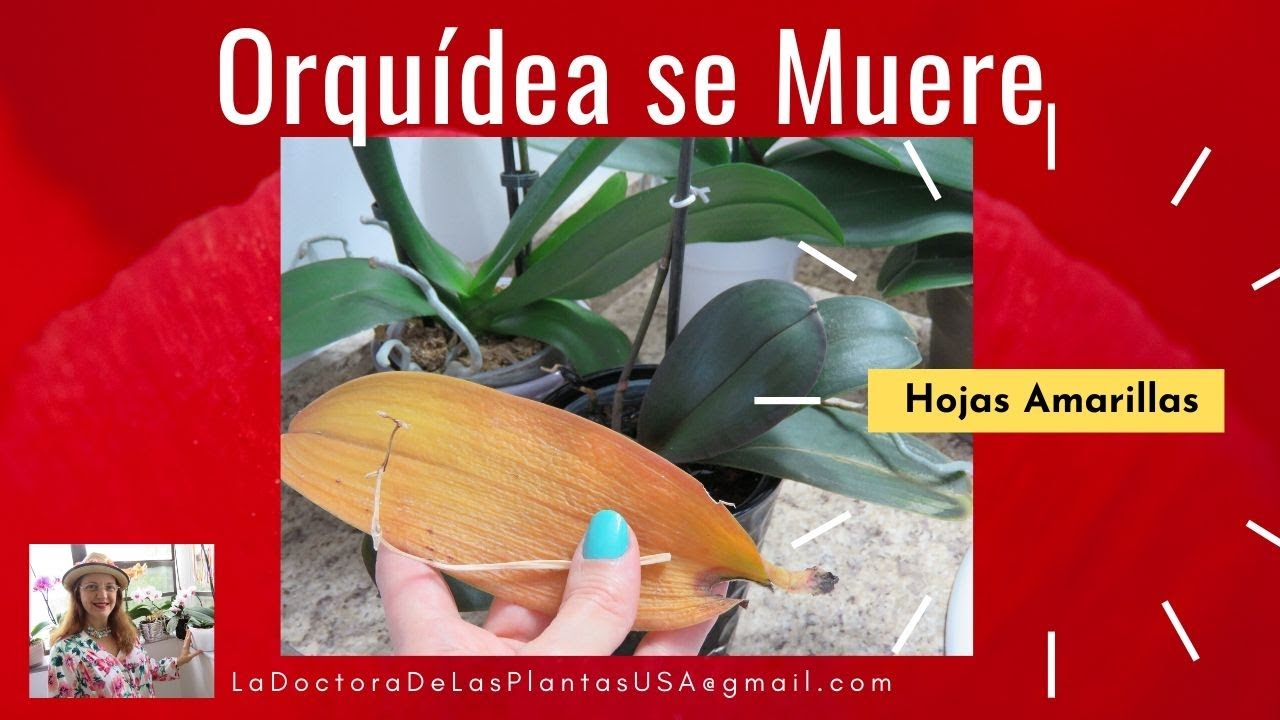 Que hago si mi Orquidea se muere Hojas Amarillas, Vara Floral Seca. Cuidar. #243