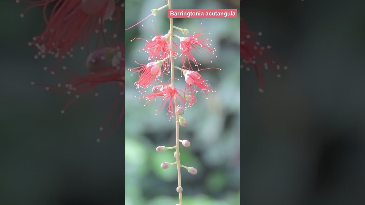 Barringtonia acutangula #timelapse #plants #relax #shorts