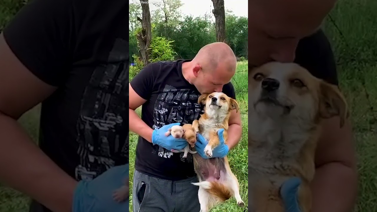 Mama Dog Was Protecting Her Newborn Puppies On Side Of Road | The Dodo