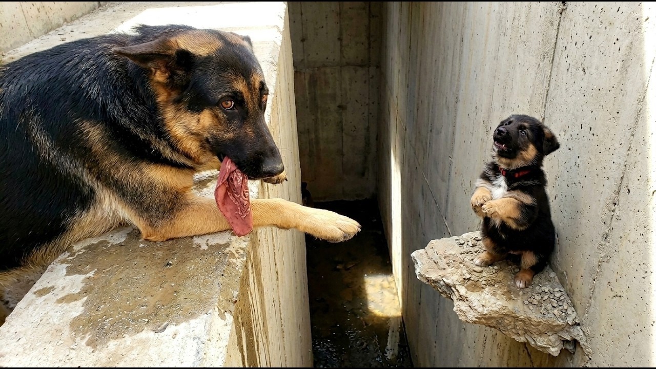 German Shepherd Carries Red Bandana 3 Miles To Find The One Man Who Could Save Her Puppy