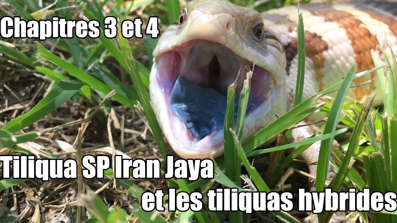 Chapitres 3 et 4, tiliqua sp iran jaya et les hybrides