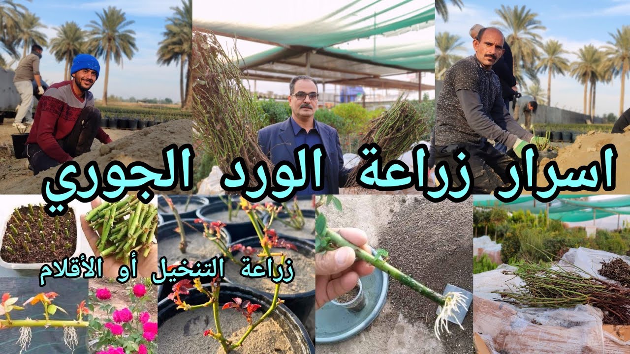 الورد الجوري نوع التربة و اسرار زراعة  التنخيل أو الأقلام جولة في مشتل الحطاب ومشتل علي الزراعي