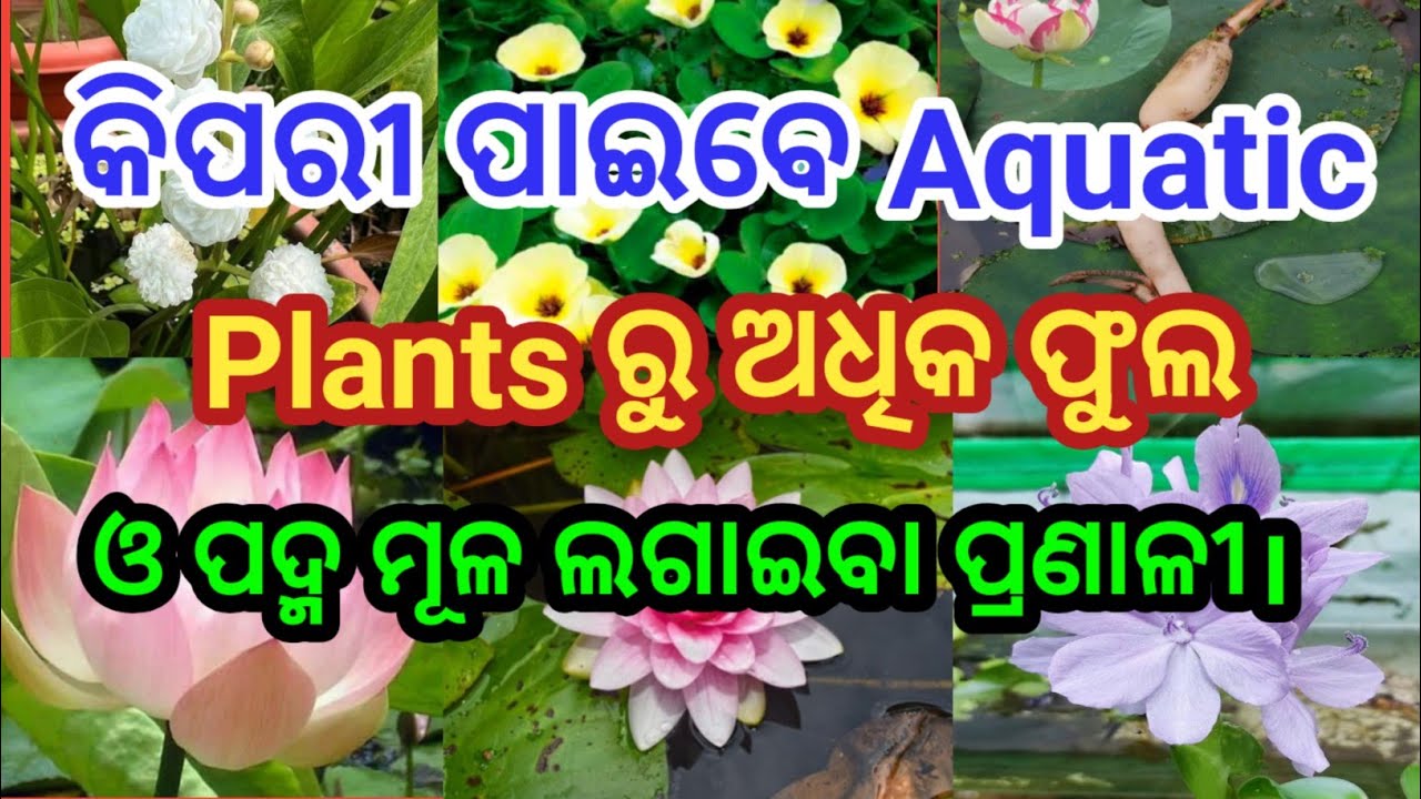 🐠🌱 ଆକ୍ୱାଟିକ୍ ପ୍ଲାଣ୍ଟ୍ କେୟାର ସହଜ ଉପାୟ, 🌱 ଲୋଟସ୍ ଟ୍ୟୁବର୍ ରୁ ଗଛ କିପରି ଲଗାଇବେ #aquaticplants #lotus #lily