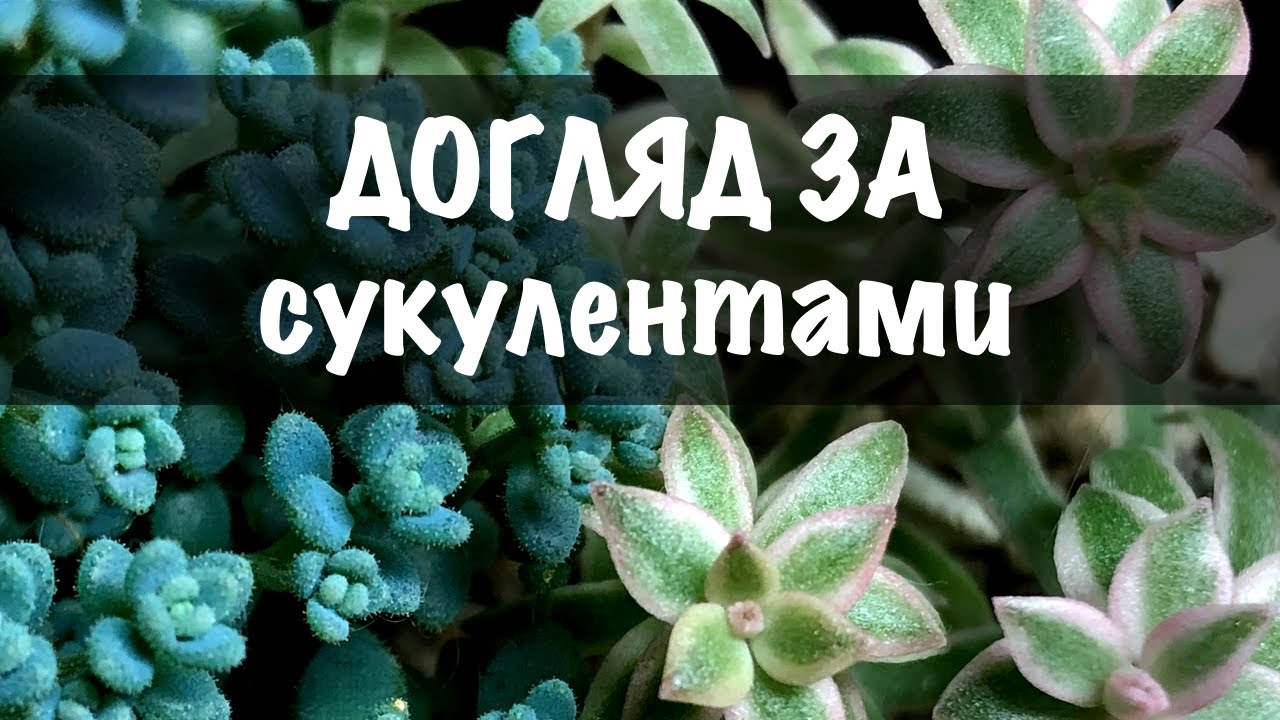 Догляд за сукулентами 2022. Мій досвід