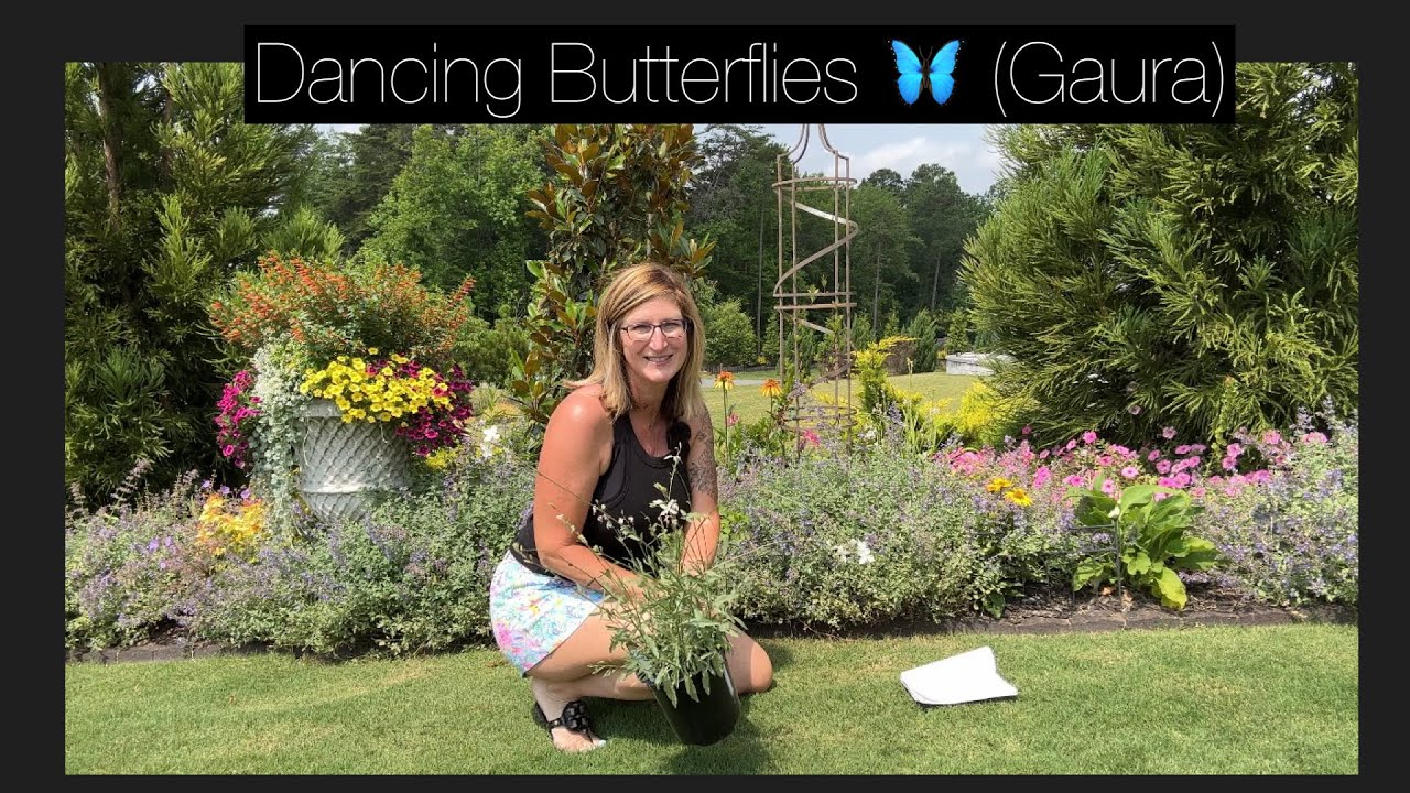 Planting Dancing Butterflies (Gaura) in the Garden/ Cottage Garden Tour in June 2023