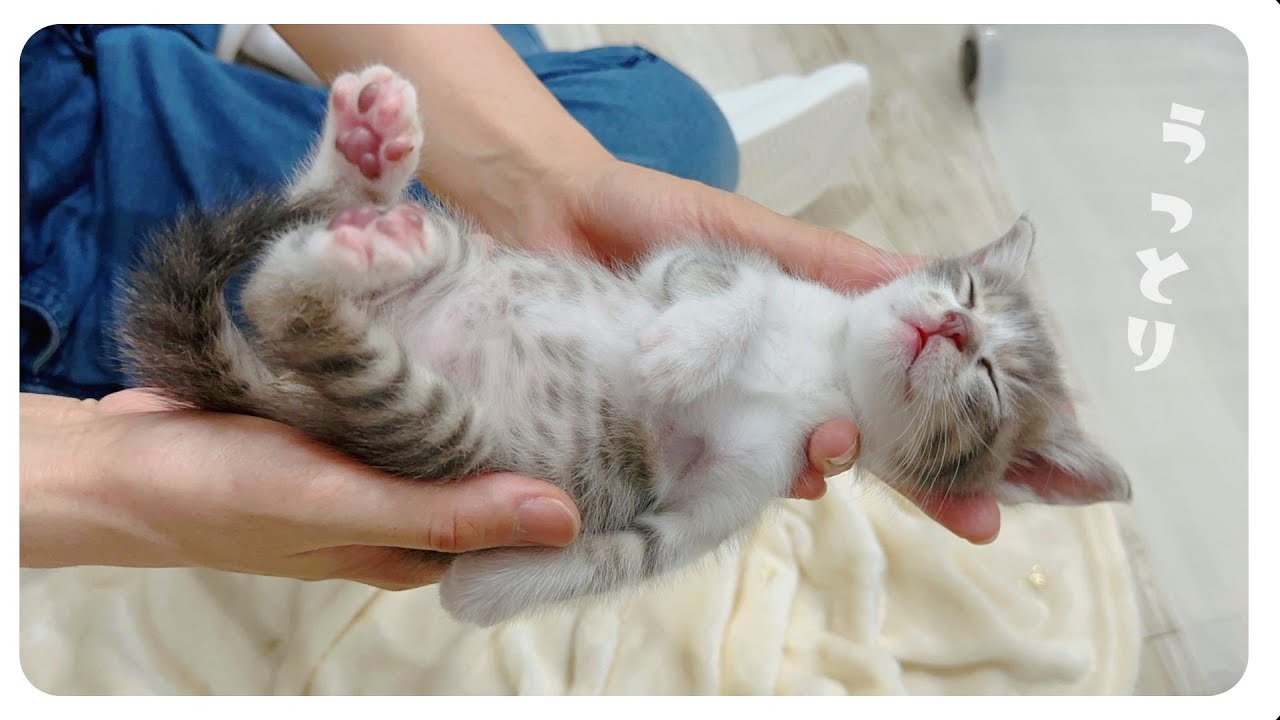 【子猫のミルボラ】ぶるぶるぶるる～離乳食がうますぎてふるえるガツガツガツっ【保護猫生活18日目】