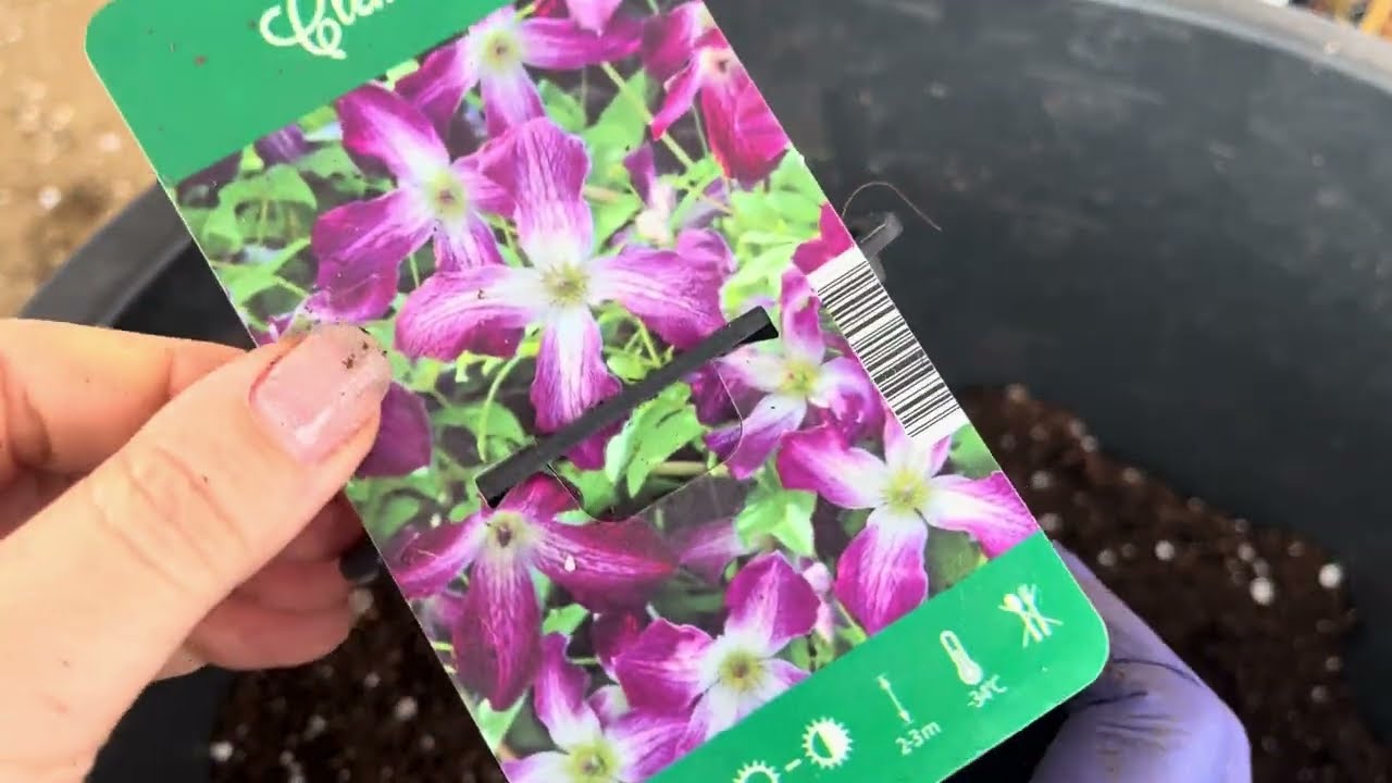 Сажаю свои новые клематисы 🌱