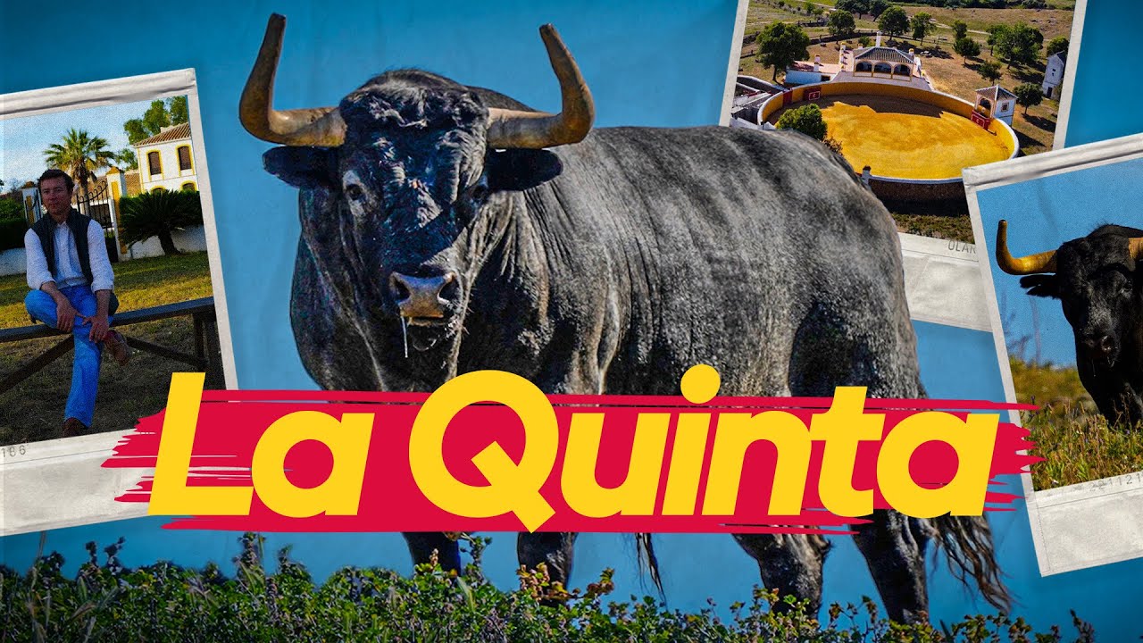 GANADERIA LA QUINTA | Luchando por preservar el encaste Santa Coloma Buendía