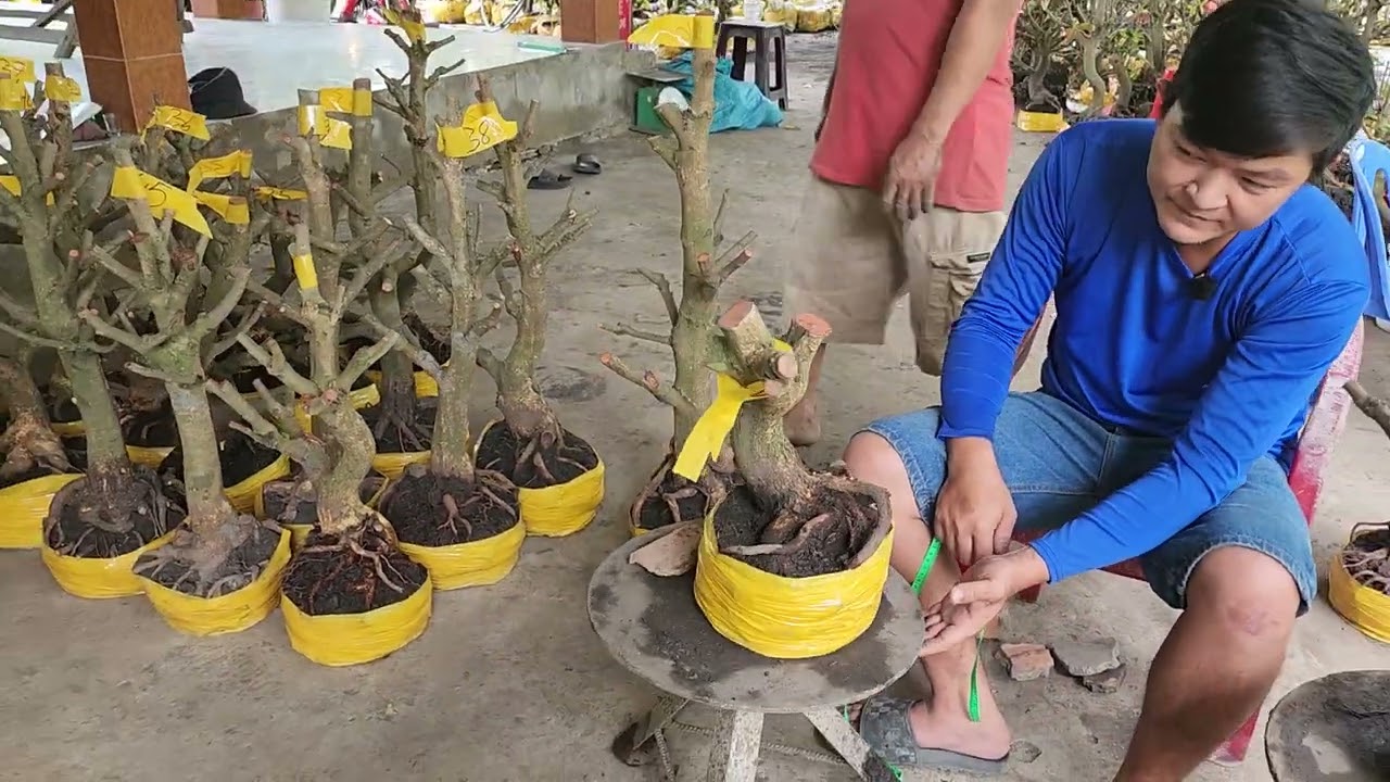 25/2 A Vinh 0969689471 phôi mai giảo đẹp giá rẻ 