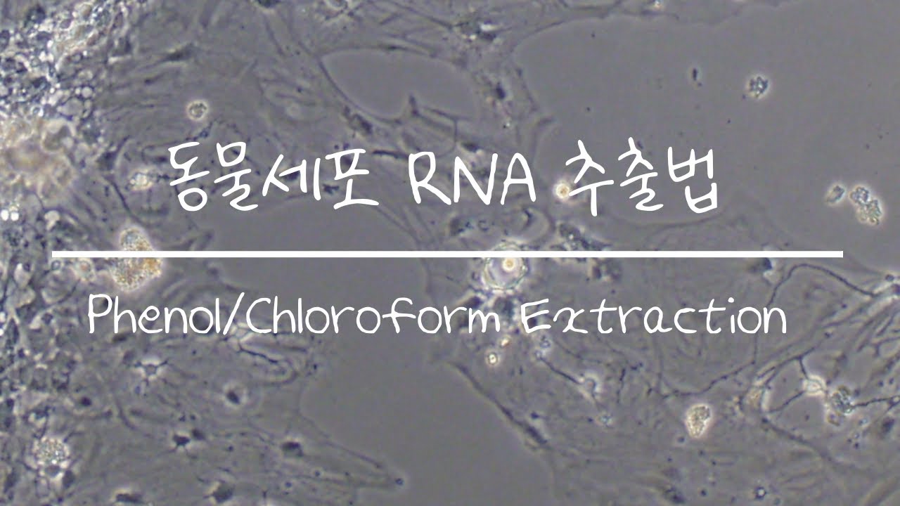 [실험 프로토콜 Beta 오픈] 동물 세포 RNA 추출 - Phenol-Chloroform 추출법 전 과정