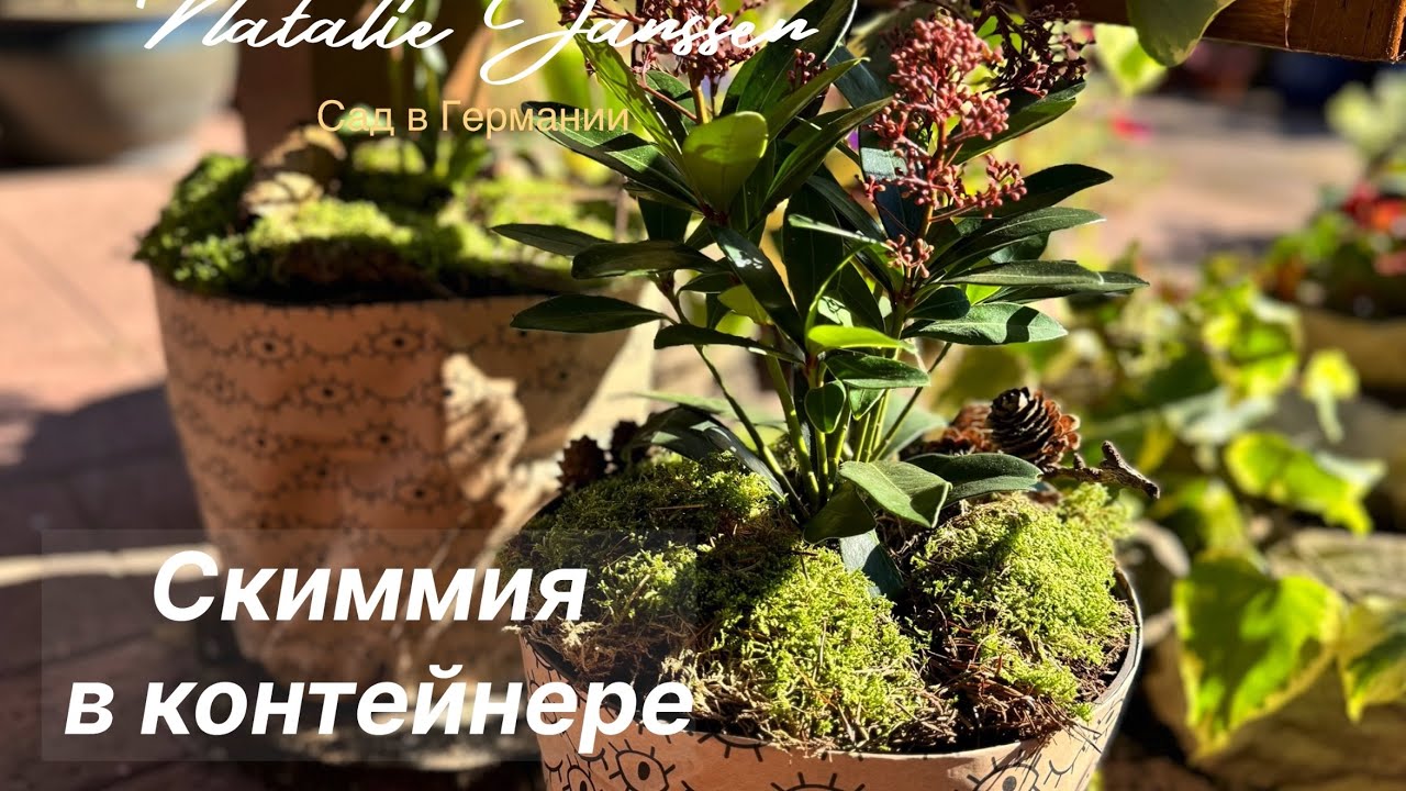 Контейнерное озеленение входной зоны # Скиммия и мюленбекия # Mein Garten