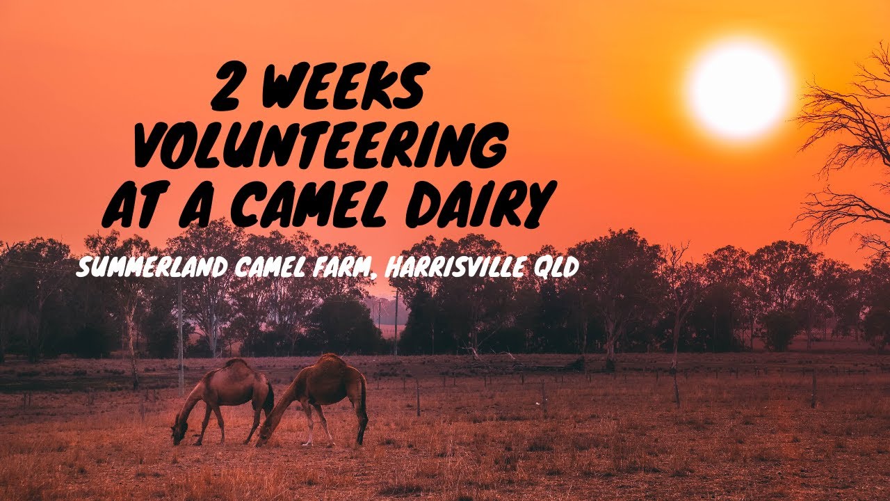 Camel Dairy Farm - Summerland Camels, Queensland