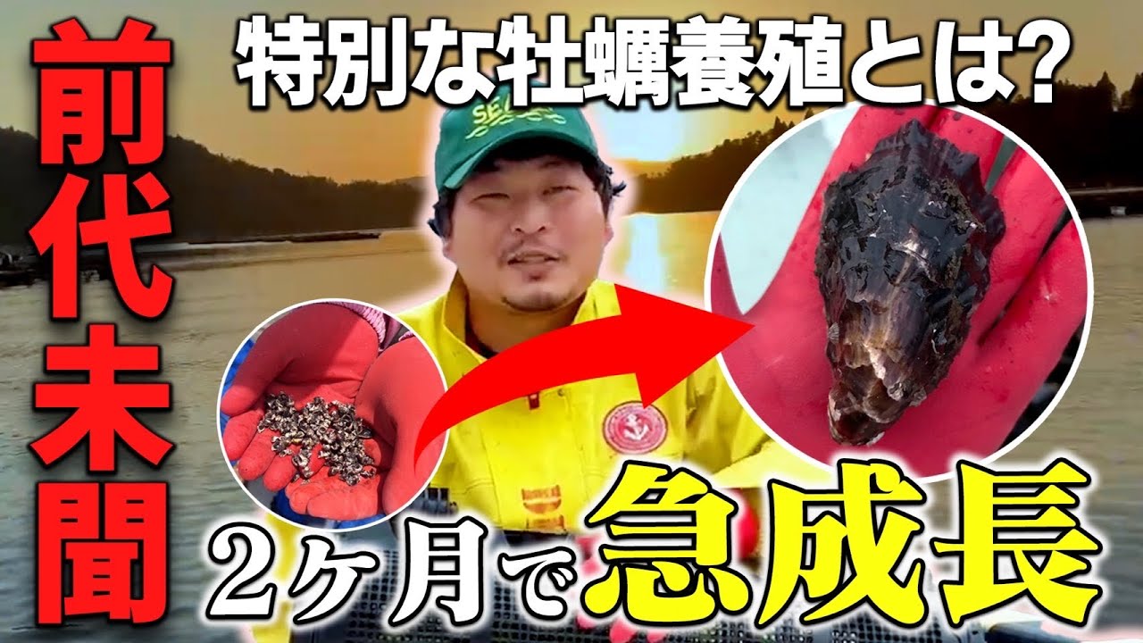 【衝撃】たった２ヶ月目でこのサイズ！？前代未聞その牡蠣養殖とは…《牡蠣編》