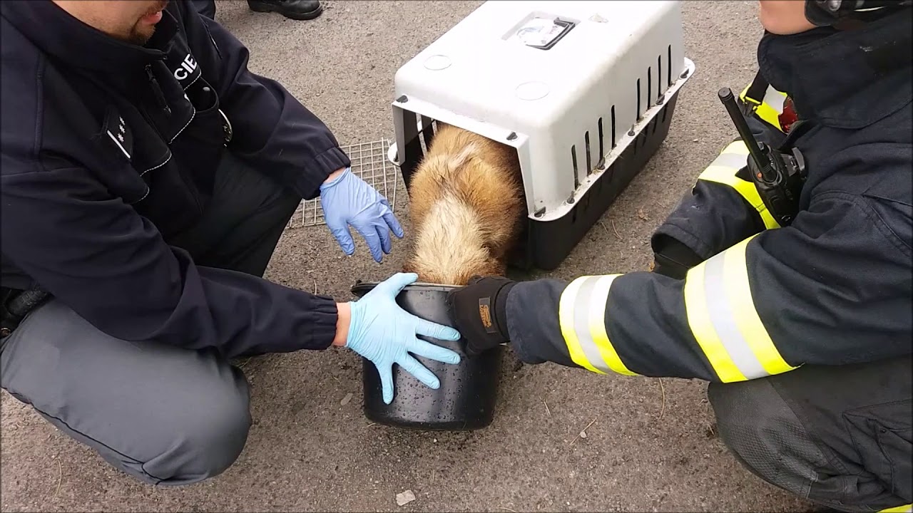 Policie ČR: Záchrana psů uvězněných několik dnů v autě