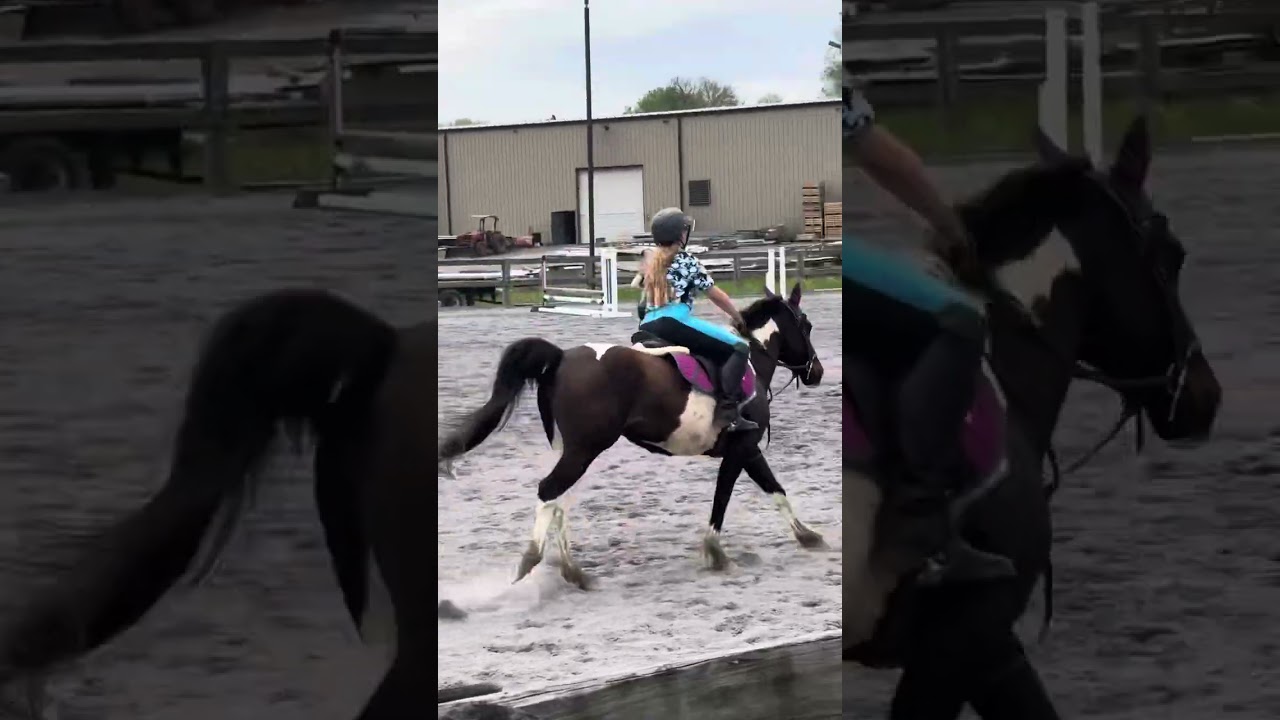 Arabella & Dream lesson video #horse #horsevlog #equestrian #foryou #jumping #horseriding