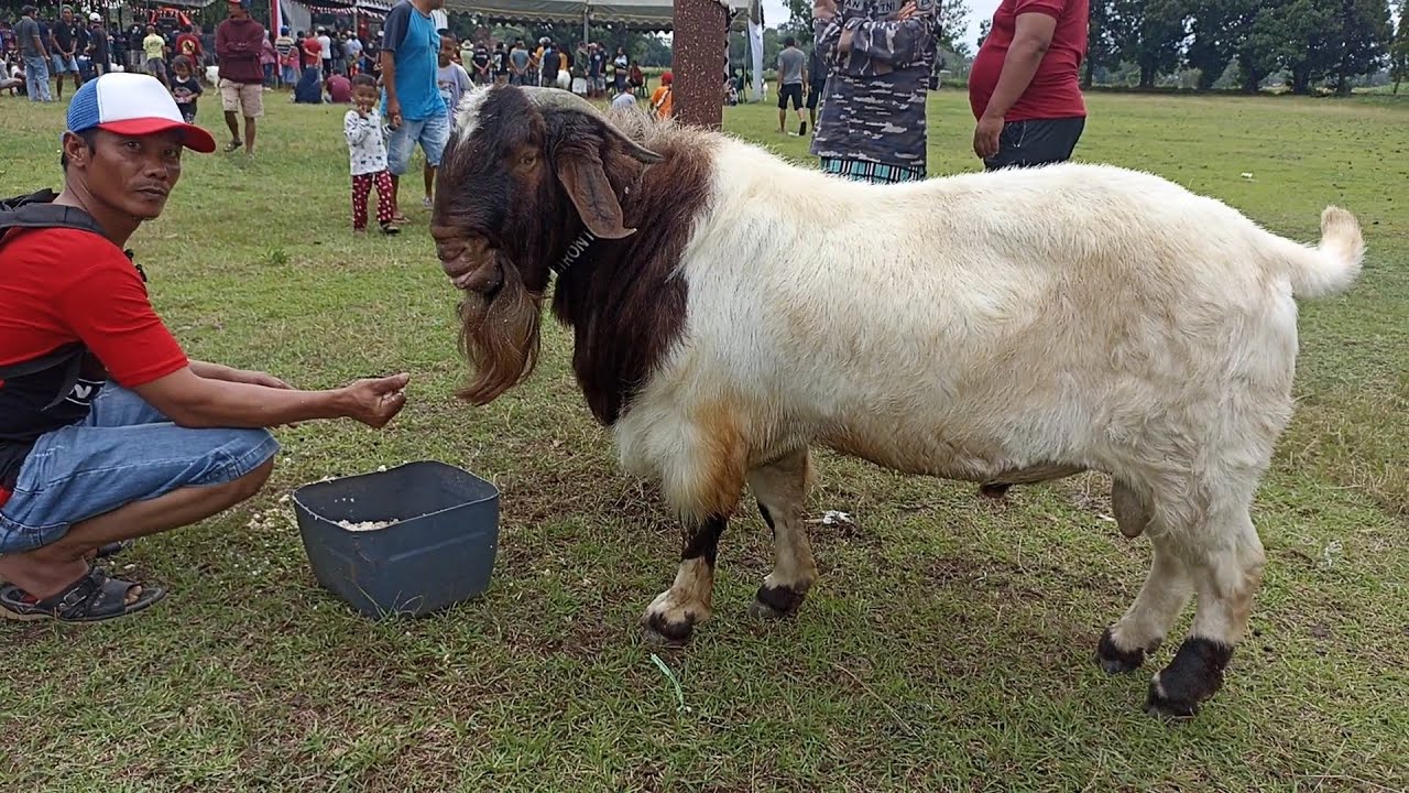 The biggest boer goat in boer goat show 2023