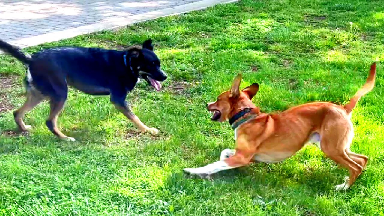 Why Did They Turn This Historic Cemetery Into A DOG PARK?