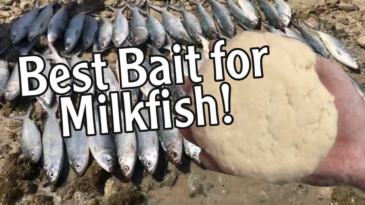 Try This Mixture of Bread Bait For Milkfish And You Wont Believe In The Results!