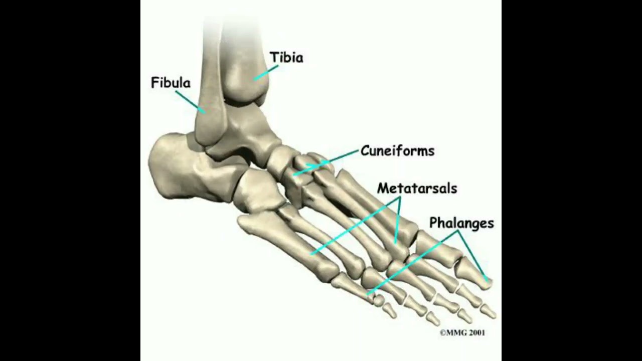 Bones of foot tarsal metatarsal phalanges cuneiforms #shortsfeed #doctor #short #shortsvideo