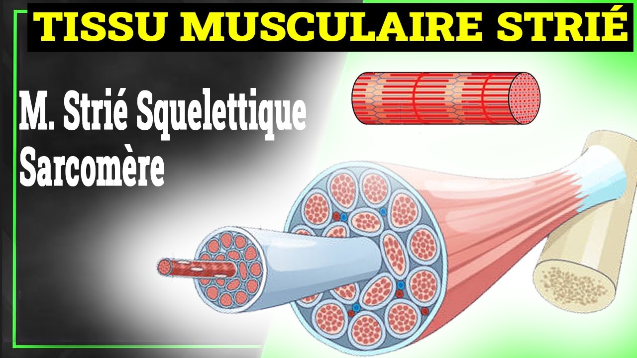 Tissu Musculaire Strié | Histologie